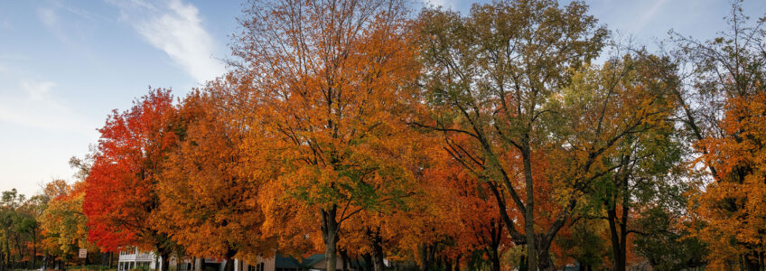HOA Fall leaves cleanup